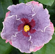 Blueberry Thrill hibiscus
