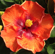 Sweetie hibiscus