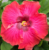 Cajun Maiden hibiscus