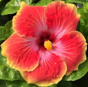 Acapulco Gold Hibiscus