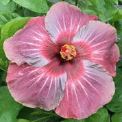 Pinot Noir hibiscus