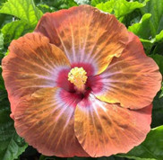 Mother Nature hibiscus