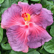 Violetta hibiscus