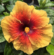 Gypsy Rom hibiscus