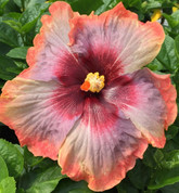 Space Oddity hibiscus