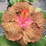 Chocolate Raspberry hibiscus