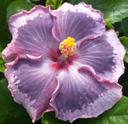 Pink On The Mountain hibiscus