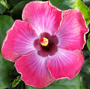 Rum Runner hibiscus