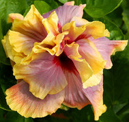 Gator Magic hibiscus