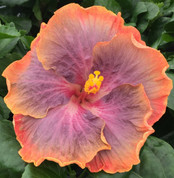Gator Pride hibiscus