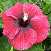 Vin Electric hibiscus