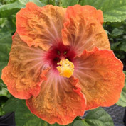 Tahitian Slow Burn hibiscus