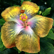 Thunder Egg hibiscus