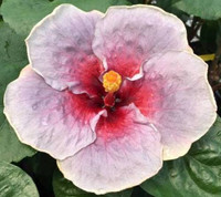 Emphermial hibiscus