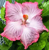 Swamp Cloud hibiscus