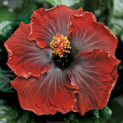 Black Dream hibiscus