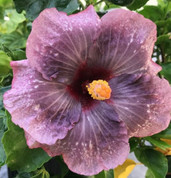 Groovy Grape hibiscus