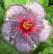 Blue Over You hibiscus