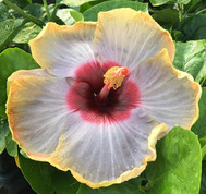 Togetherness hibiscus