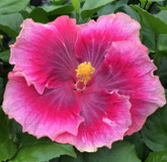 Beautiful Desire hibiscus