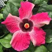 Fifi hibiscus
