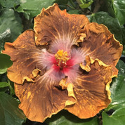 Lion Tamer hibiscus