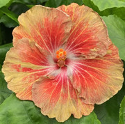 Lightning Jack hibiscus