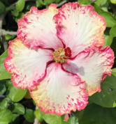 Strawberry hibiscus