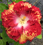 White Hot hibiscus