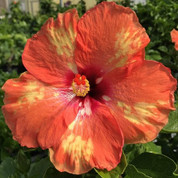 Cajun Starburst hibiscus