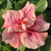 A Mother's Dream hibiscus