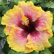 Simple Pleasures hibiscus