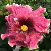 Camera Candid hibiscus
