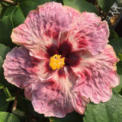 Fire & Ice hibiscus