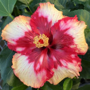 Corazon hibiscus