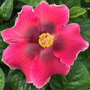 Randy Hensons Legacy hibiscus