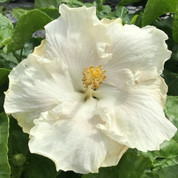 Byron Metts hibiscus