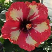 Frosted Lipstick hibiscus