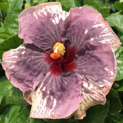 Kilimanjaro hibiscus