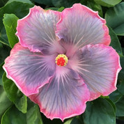 Magic Crystal hibiscus