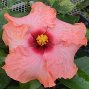 Monet hibiscus