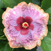 Puppy hibiscus