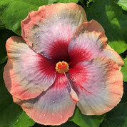 Quasar hibiscus