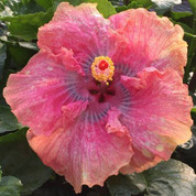 Sonny's Passion hibiscus