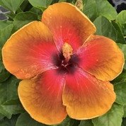 Tahitian Dessert Fire hibiscus