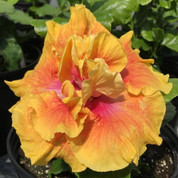 Tahitian Solarwind hibiscus