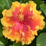 The Path hibiscus