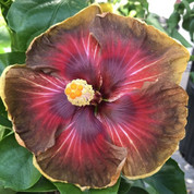 Smauge hibiscus