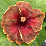 Voodoo Magic hibiscus