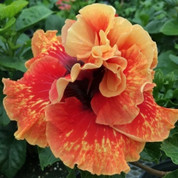 Tahitian Spotted Sun hibiscus